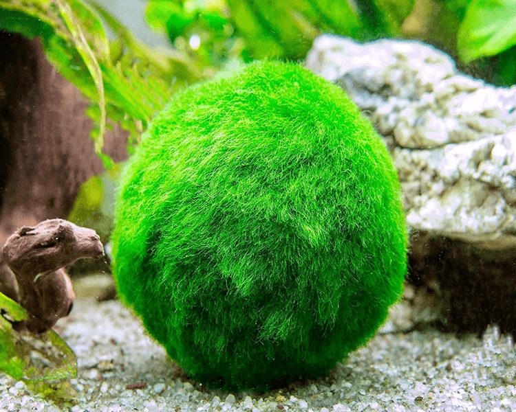 Aegagropila linnaei Moss Ball 3cm